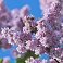 Pink-Lilacs-1152x2048